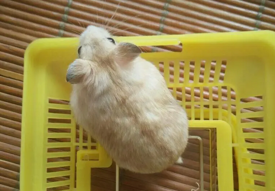 一线仓鼠如此凶悍的原因曝光！！！