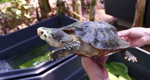 苏拉威西白头龟价格，你知道吗？