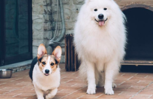 服务犬是什么犬,不明白的快来看看吧~ 服务犬是什么犬,不明白的快来看看吧~