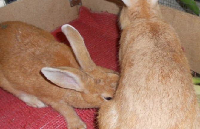 每日一问:豫丰黄兔的特点有哪些 每日一问:豫丰黄兔的特点有哪些