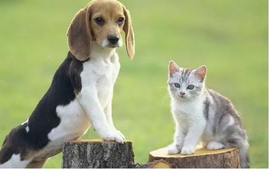 猫和狗的寿命究竟有多长？看完这篇文章你们就清楚了