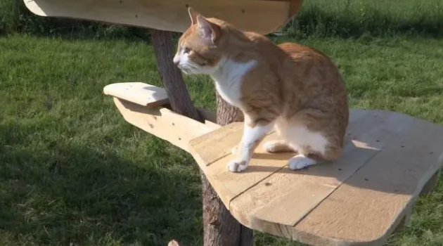 家里猫多最好买个猫爬架？这里面有什么说头呢