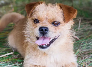 小狗发出咔咔的声音，你知道为什么吗？