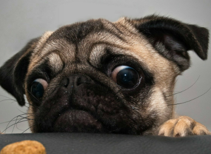 速看！狗吃了辣椒怎么解决？