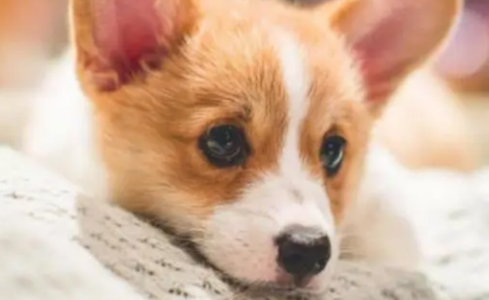 狗狗感冒咳嗽流鼻涕吃什么药