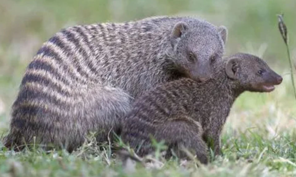 你不得不了解的尖阁鼹鼠饲养小知识!!! 你不得不了解的尖阁鼹鼠饲养小知识!!!