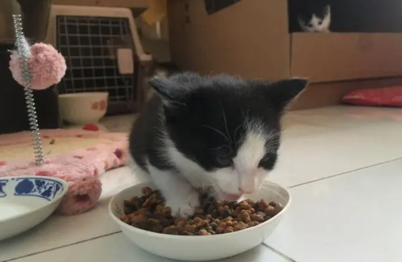 宠主须知:猫咪吃完猫粮就吐是怎么回事? 宠主须知:猫咪吃完猫粮就吐是怎么回事?