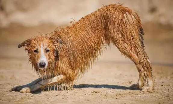 狗狗不爱洗澡的几个原因？这5招，帮你解决