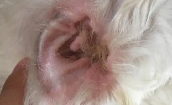 养宠知识:3个月的泰迪可以用耳螨药吗 养宠知识:3个月的泰迪可以用耳螨药吗