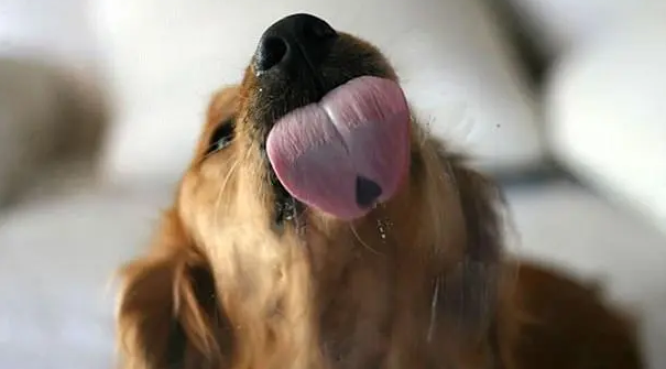 狗狗不停舔舌头，可能是因为这个