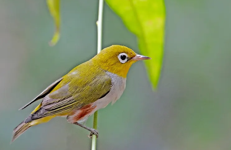 红胁绣眼鸟吃什么？鸟主人一定要get一下