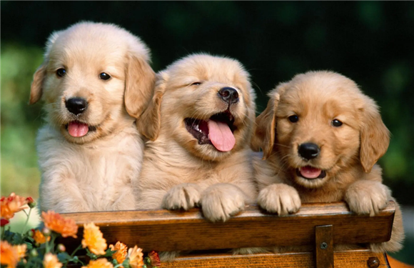 狗狗16天还没睁开眼睛，这正常吗？