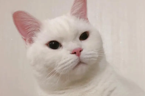 为什么母猫断奶后乳房有硬块,缓解母猫涨奶,细菌感染 为什么母猫断奶后乳房有硬块,缓解母猫涨奶,细菌感染