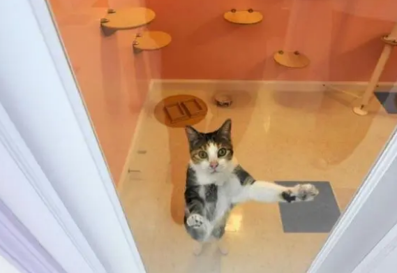 “空巢青年”的猫咪寄养指南