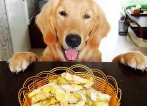 给狗狗喂零食的正确方式!铲屎官看过来 给狗狗喂零食的正确方式!铲屎官看过来