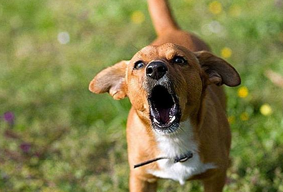 狗哭嚎叫是什么原因？来看看吧