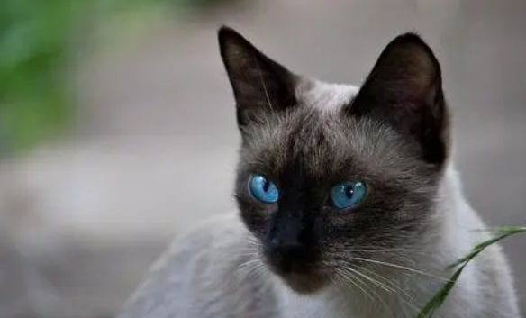 暹罗猫会不会认主人？想养的来看看吧