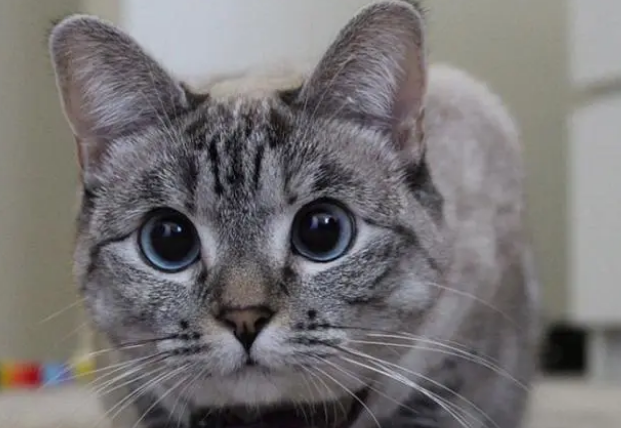 猫粮和罐头哪个更适合猫咪？看这轻松选择！