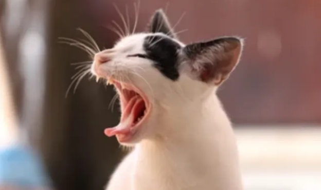 母猫一直叫个不停是怎么回事？一文详细盘点