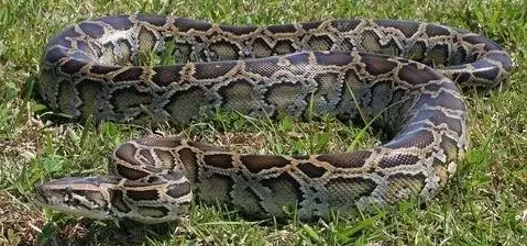 缅甸蟒最大有多少斤?说出来吓你一跳! 缅甸蟒最大有多少斤?说出来吓你一跳!