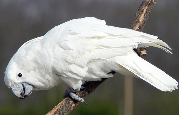 白凤头鹦鹉智力怎么样？快来看看！