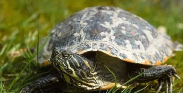 乌龟晒背灯每天开多久