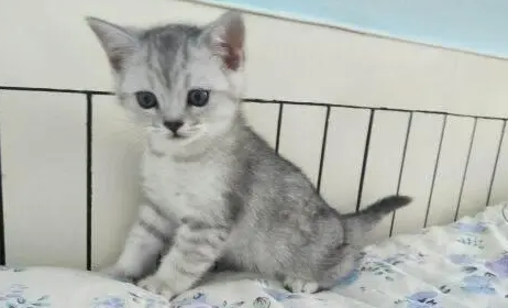 英短鱼骨纹为什么便宜？来了解下吧