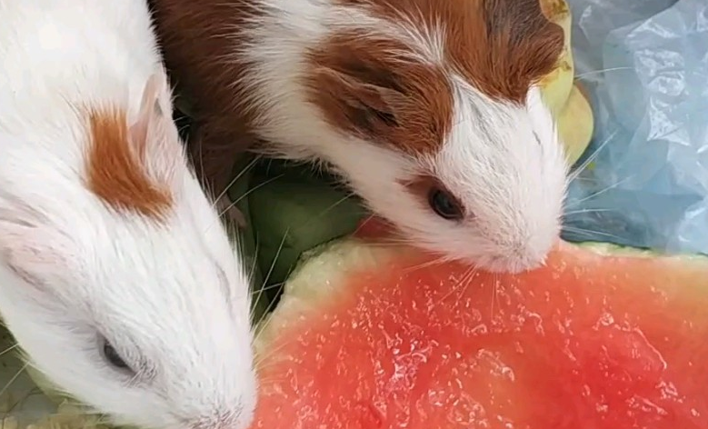 荷兰猪可以吃西瓜皮吗？此处有答案