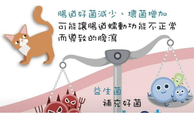 猫咪需要益生菌吗？以下几种情况下是需要的，铲屎官别忽视了