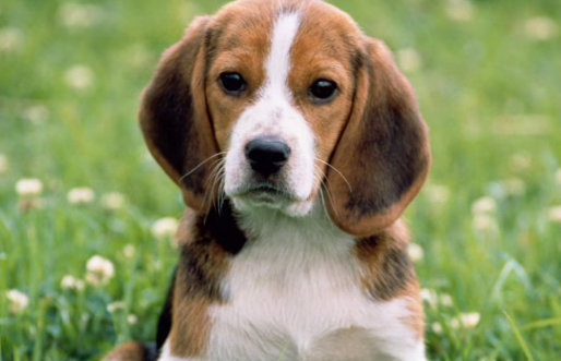 有什么是狗狗不能吃的,铲屎官一定要注意~ 有什么是狗狗不能吃的,铲屎官一定要注意~