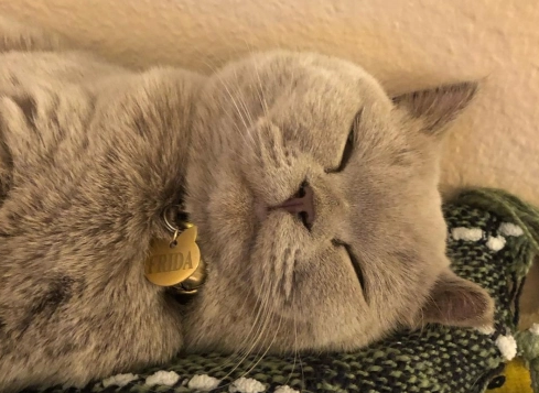 猫体内驱虫指南，驱虫就用拜宠清