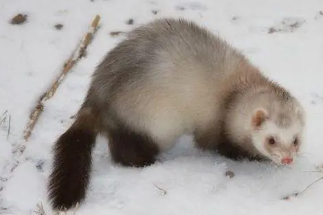 新冠病毒有变异？从貂传回人，到底多严重？