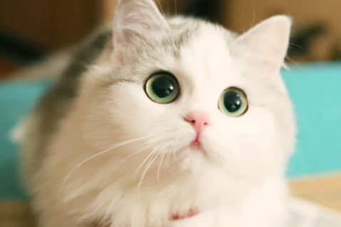 刚养的小猫咪一直叫个不停是怎么回事?一般是这3个原因 刚养的小猫咪一直叫个不停是怎么回事?一般是这3个原因