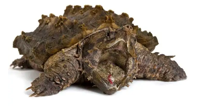 鳄龟尾巴断了还可以长出来吗？主人必须知道！