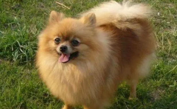 给狗狗洗澡要注意些什么？家里有狗的人赶紧来