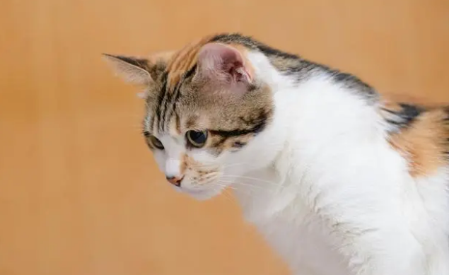 猫咪什么时候需要换粮？保姆级攻略来了