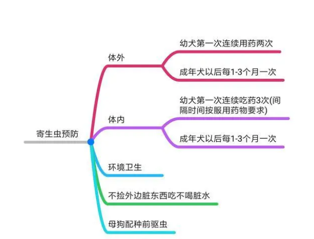 猫狗体内常见的6种寄生虫治疗方法和预防措施 猫狗体内常见的6种寄生虫治疗方法和预防措施
