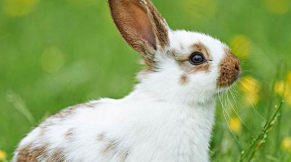 兔粮有什么优点和缺点，看完这篇文章就知道了