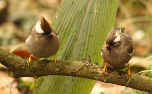 白领凤鹛亲人吗？没想到是这样的！