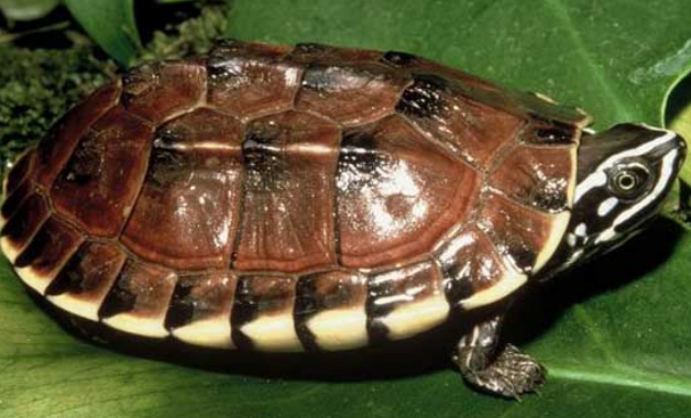 食螺龟凶吗？适合混养，值得选择