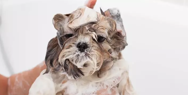 狗狗不愿意洗澡怎么办?来看看方法吧 狗狗不愿意洗澡怎么办?来看看方法吧