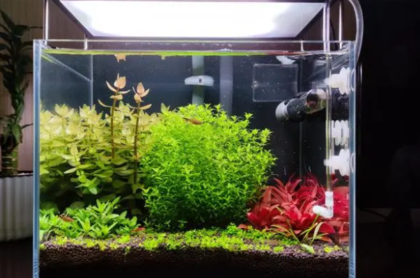 水草缸开缸后怎么控藻？控制好这4个方面