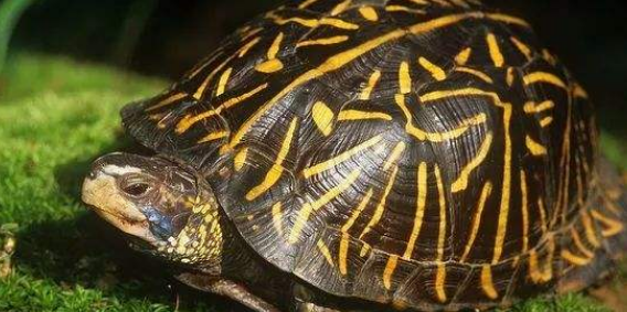 佛罗里达箱龟是保护动物吗?是的 佛罗里达箱龟是保护动物吗?是的