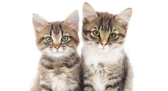 买猫需谨慎，正规猫舍和后院猫舍的区别