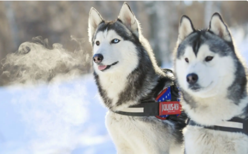 担心哈士奇长太胖？来看看它的体重标准吧