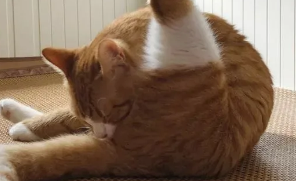猫屁股臭臭的怎么回事？这几种情况要注意