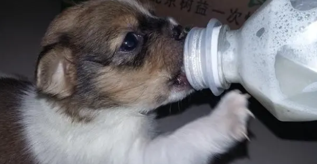 狗狗长期喂羊奶粉好吗？羊奶究竟有什么功效？