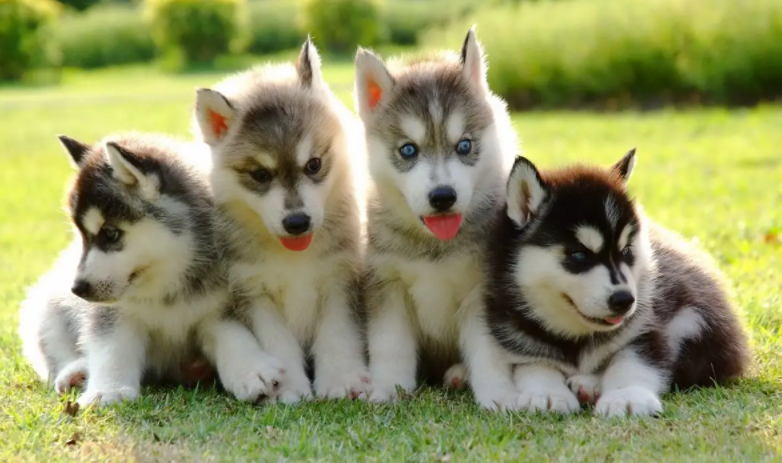 铲屎官带你了解：夏天狗狗吐白沫是怎么回事呢？