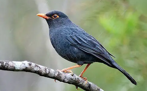 乌鸫是什么鸟类?来看看吧 乌鸫是什么鸟类?来看看吧