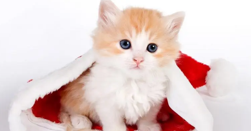 猫咪的安慰剂费洛蒙是什么?快来了解一下吧